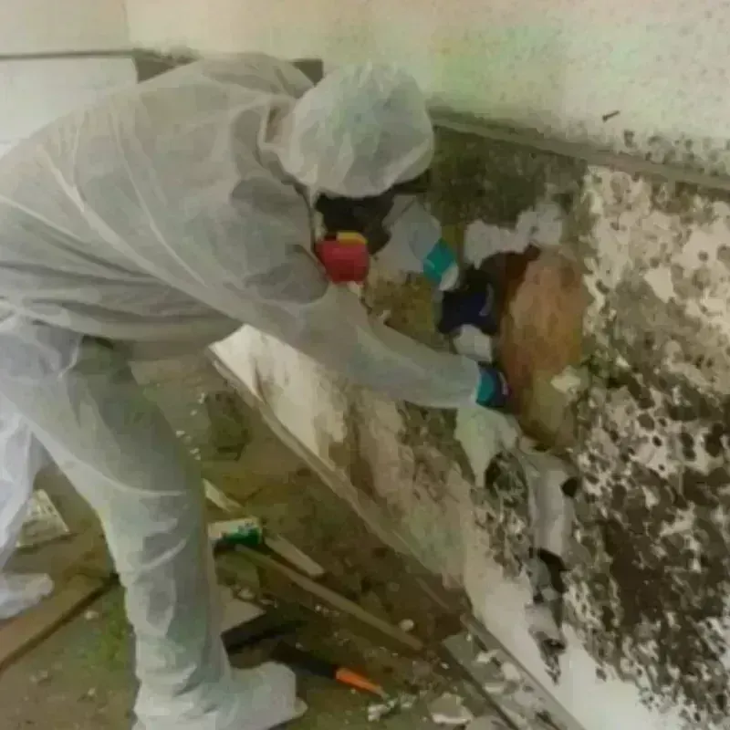 Mold Remediation and Removal in Houghton, MI